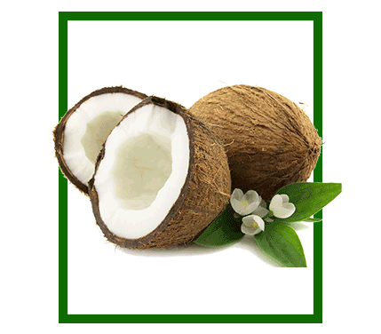 Premium coconut products from Indonesia
